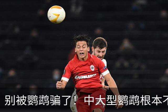 别被鹦鹉骗了!中大型鹦鹉根本不是宠物,是会飞的野生猛禽!